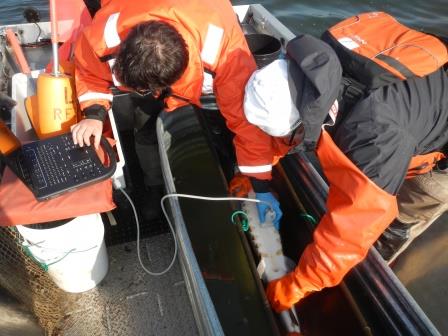 LRBOI Employees Corey Jerome and Josh Beaulaurier taking an ultrasound to determine the sex of the sturgeon